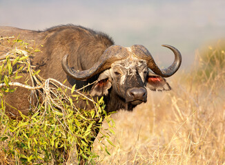 Afrikaanse buffel, Cape Buffalo, Syncerus caffer