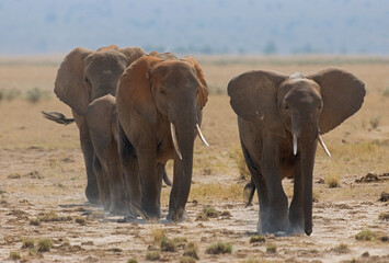 African Elephant, Afrikaanse savanneolifant, Loxodonta africana