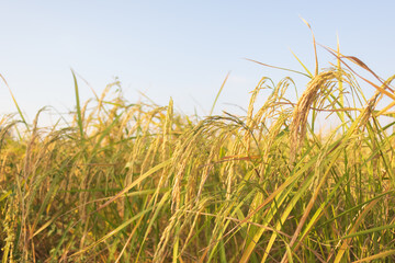 Morning Light on Rice Ear Morning Light on Rice Field Rice Ear