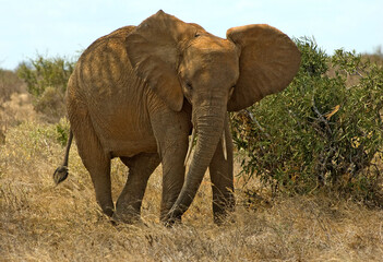 Naklejka na ściany i meble Afrikaanse Olifant, African Elephant, Loxodonta africana