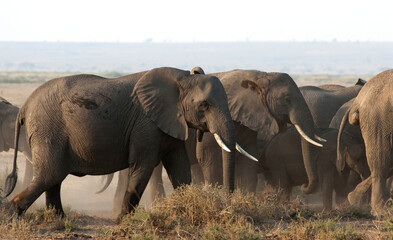 Afrikaanse Olifant, African Elephant, Loxodonta africana