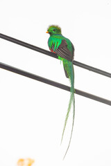 The quetzal is the most beautiful bird of Costa Rica