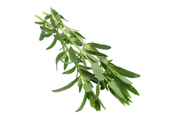 Tarragon leaf bunch closeup