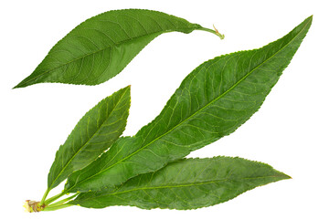 Peach leaf closeup