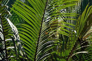 Palm tree leaves (Attalea geraensis), Brazil