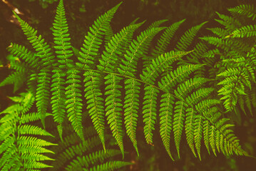 Fern leaf background