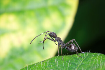 Stink bug on green leaves, North China