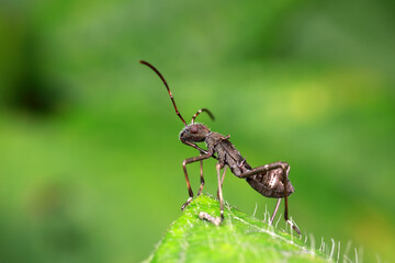 Stink bug on green leaves, North China