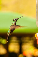 hummingbirds of Costa Rica