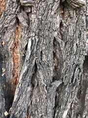 bark of a tree