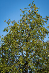 Bald cypress Taxodium Distichum (swamp, white-cypress, gulf or tidewater red cypress) green tree against blue sky. Public landscape city park Krasnodar or 'Galitsky Park'.