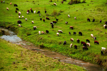 Flock of sheep grazing on the pasture. Beautiful rural landscape with green grass