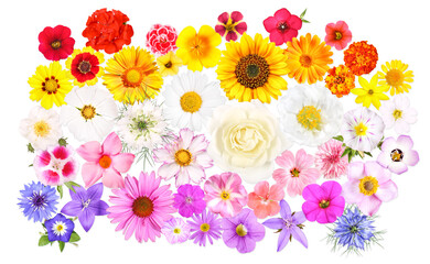 Fototapeta na wymiar Different flowers in beautiful colors, isolated