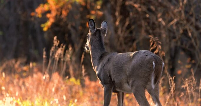 a deer stares off at a sunset then turns around with fall foliage in the background