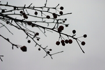 branches with berries against a gray sky