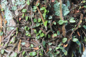 Tree trunk with climbing plants texture.