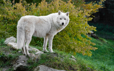 wolf, tier, weiß, wild, arctic, säugetier, natur, wild lebende tiere, raubtier
