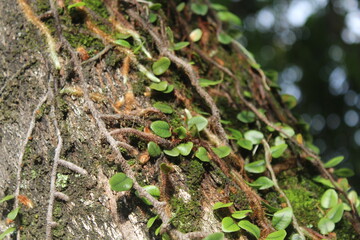Tree trunk with climbing plants texture.