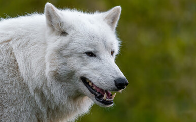 wolf, tier, weiß, wild, arctic, säugetier, natur, wild lebende tiere, raubtier