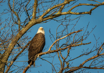 Bald Eagle (Haliaeetus leucocephalus) perched in tree blue sky background