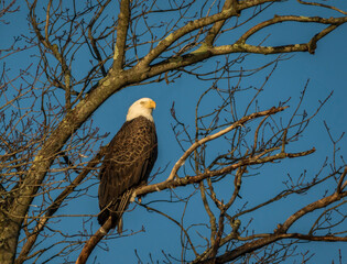 Bald Eagle (Haliaeetus leucocephalus) perched in tree blue sky background