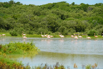 Celestún, Yucatán, mexico, flamingos, sunset, sea, gulf of mexico, laguna, sun, water, mangroves, sky, trees