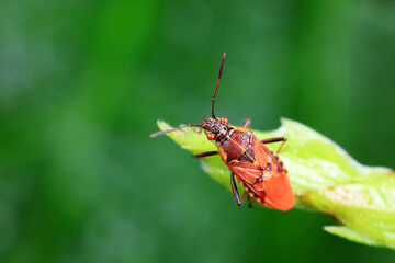 Stink bug on green leaves, North China