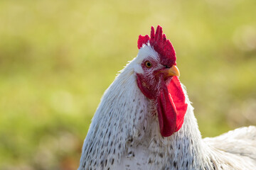 White Leghorn chicken closeup green background copy space