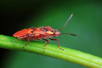 Stink bug on green leaves, North China