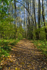 Path in the autumn forest