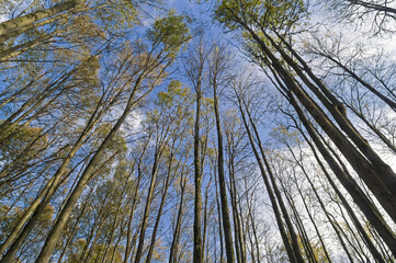 Trees against the sky.