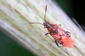 Stink bug on green leaves, North China