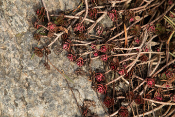 Red sedum on a stone