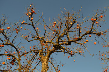 Kaki Tree in Granada, Spain