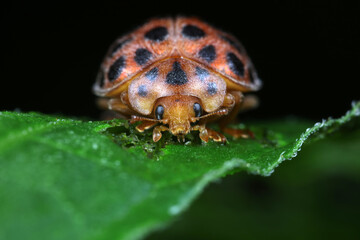 ladybugs on green leaves, North China