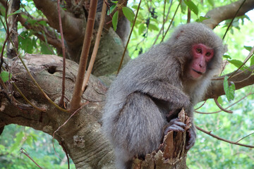 Monkey