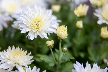 White peony flower and greeen flowers