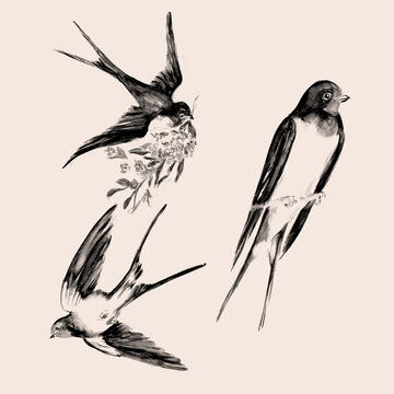 Aquarelle painting of swallow bird art illustration.
