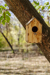 Wooden birdhouse attached to a tree trunk in a city park. The picture was taken in autumn in Russia, in the city of Orenburg
