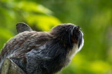 White-faced saki