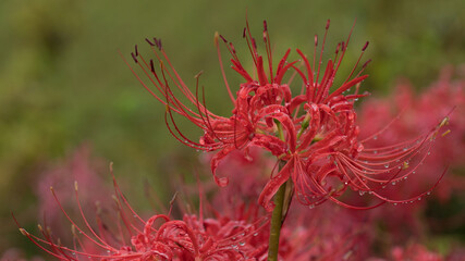Lily in the Rain