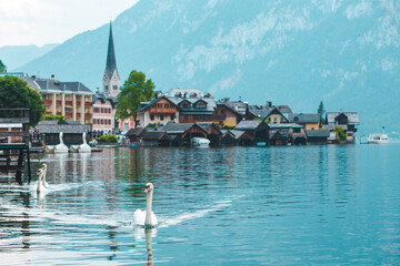 Fototapeta premium swans in lake hallstatt town on background