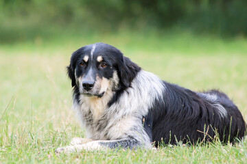 Beautiful dog sitting in the grass. Dog playing outdoor.
