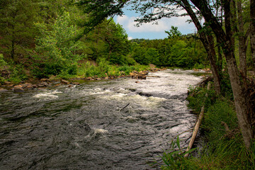 river in the forest