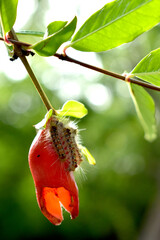Caterpillar on a pomegranate flower