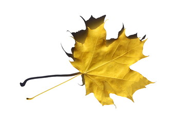 one yellow maple leaf lies on a white background