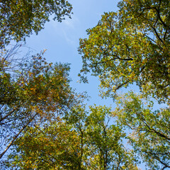 Silhouettes of trees with autumn colors
