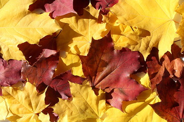 Naklejka na ściany i meble Texture of bright colors of autumn maple leaves