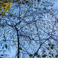 Silhouettes of trees with autumn colors
