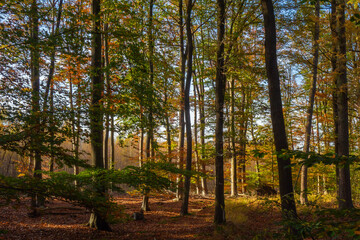 Forest view in autumn colors
